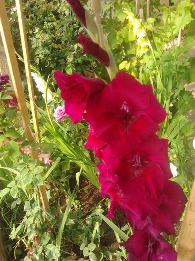 2014-07-15 08.54.53 - GLADIOLE