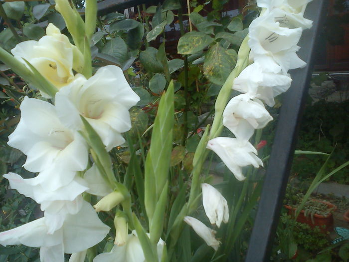 DSC01340 - GLADIOLE