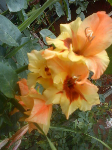 DSC01350 - GLADIOLE