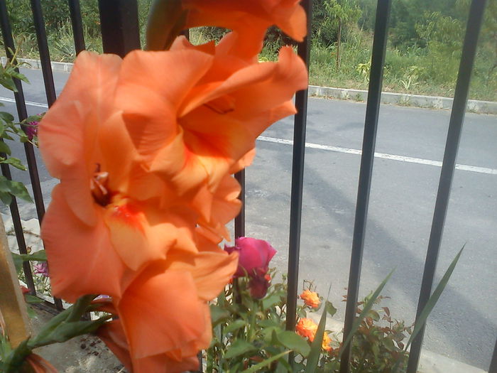 DSC01352 - GLADIOLE