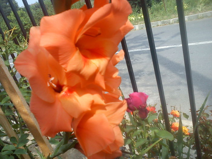 DSC01354 - GLADIOLE