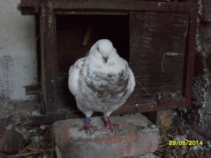 Un mascul foarte bun la care tin foarte mult hraneste tot ce gasaste pe jos - pasari si porumbei ce detin in prezent