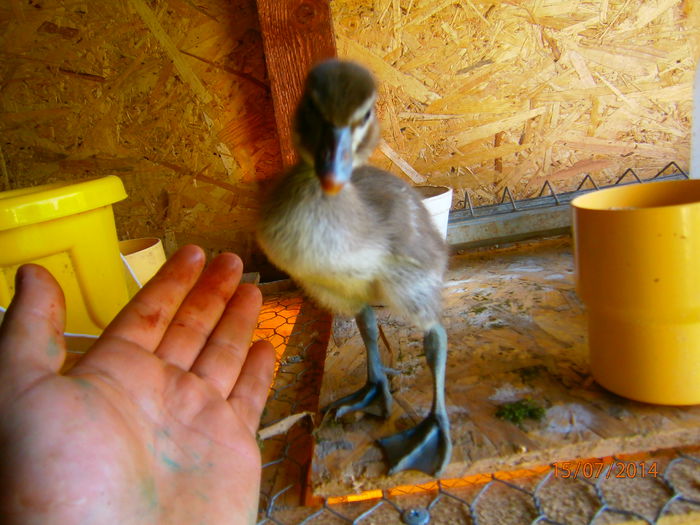 foarte cumminte si bland!