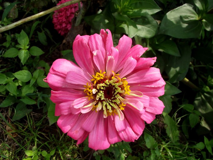 roz - flori