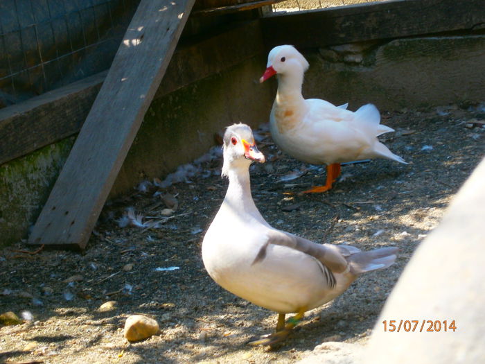 el sta de sase la cuibar!!!!!!!