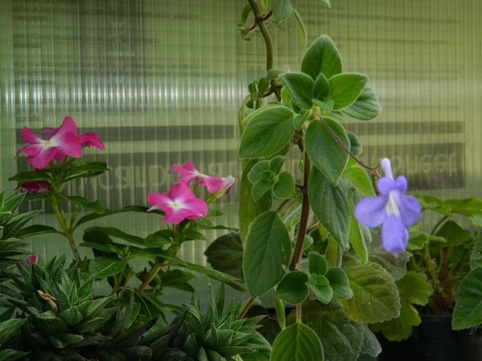 DSCN7507 - IULIE_2_2014