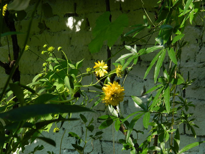 DSCN7532 - IULIE_2_2014