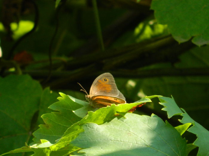DSCN7538 - IULIE_2_2014