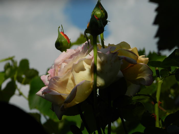DSCN7554