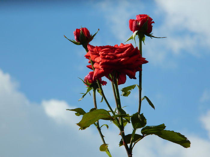 DSCN7566