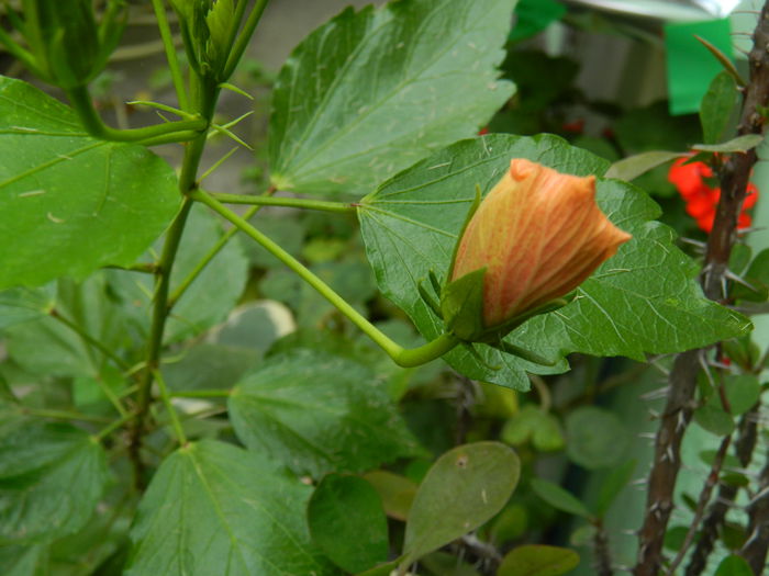 DSCN7571