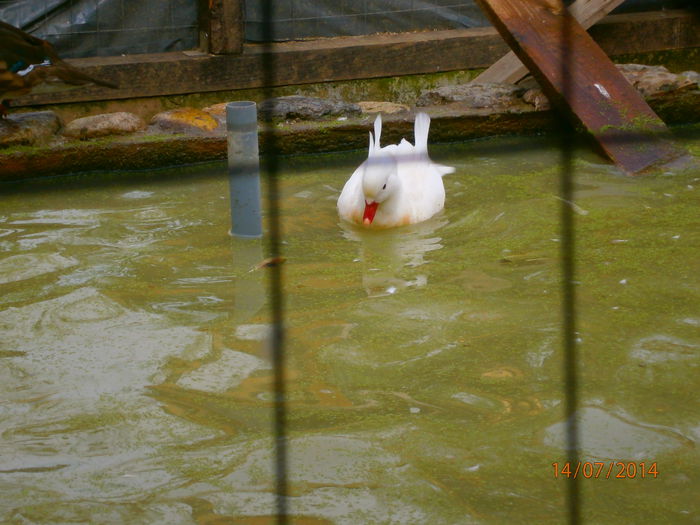 singur ..rata-i sta pe oua!!!!!!