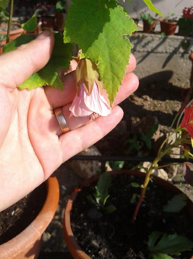 huntington pink - abutilon