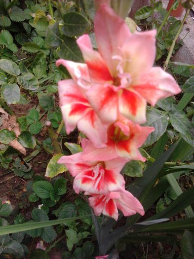 2014-07-15 15.04.06 - GLADIOLE