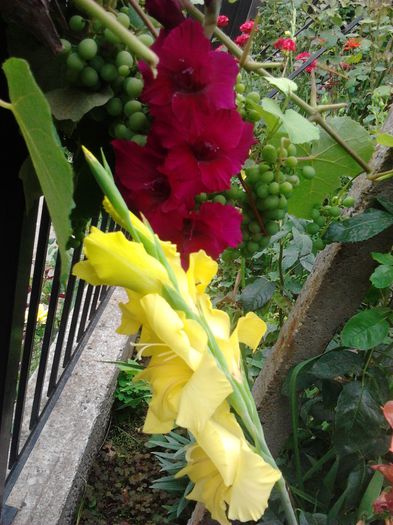 2014-07-15 15.05.31 - GLADIOLE