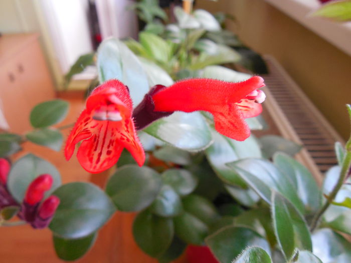 Aeschynanthus Mona Lisa - ALTE GESNERIACEAE