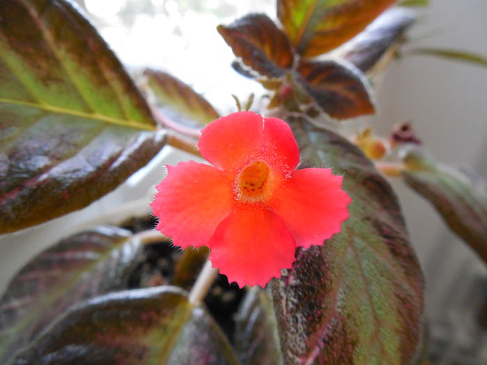 DSCN0403 - Episcia Spring Symphony