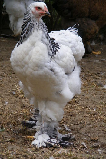 PUICUTE BRAHMA