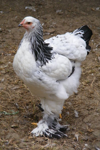 PUICUTE BRAHMA