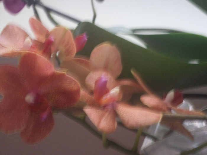 Copy of DSC01401 - orhidee 2014