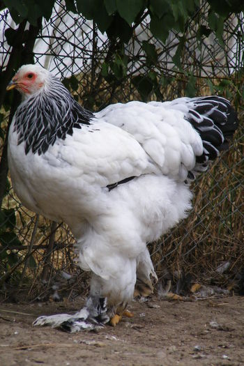 PUICUTE BRAHMA