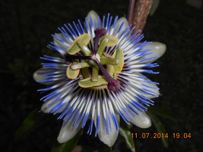 DSCN9827 - Floarea pasiunii