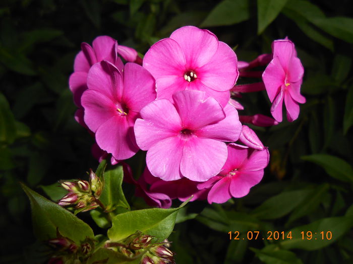 DSCN9885 - Phlox