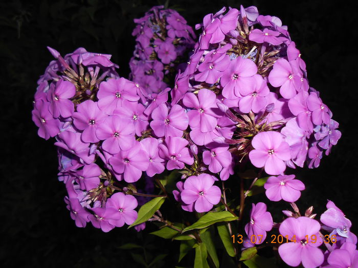 DSCN9979 - Phlox