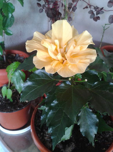 cairo apricot - hibiscus