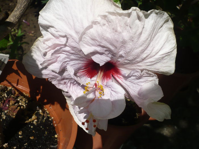 P1200768 - HIBISCUSI 2014-1