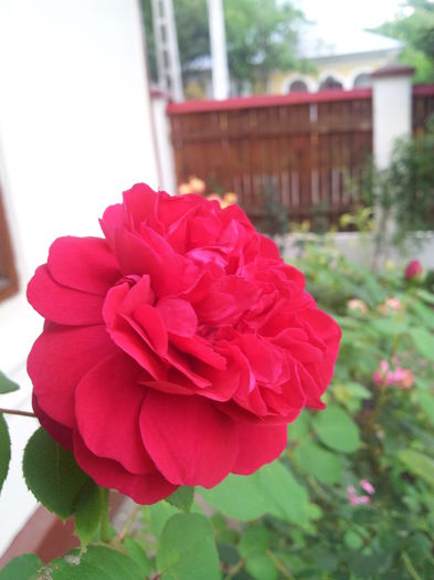 20140712_180256 - trandafiri englezesti