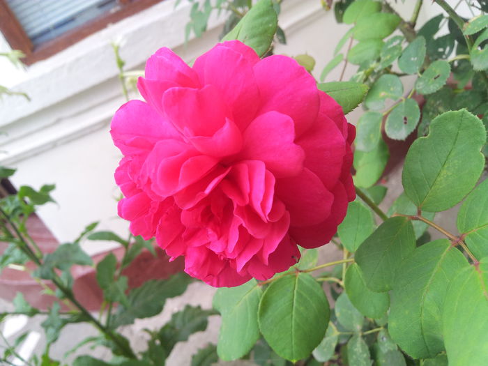 20140712_180309 - trandafiri englezesti