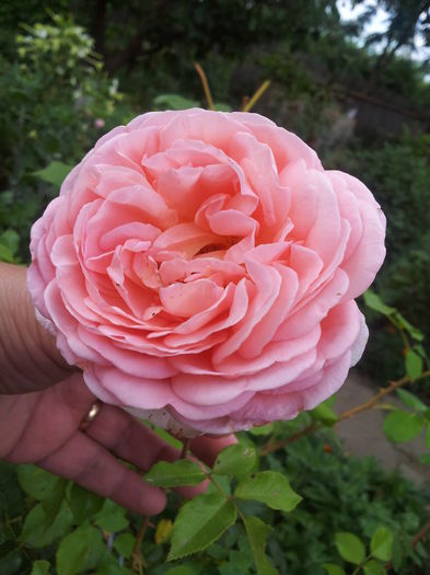 20140712_175403 - trandafiri englezesti