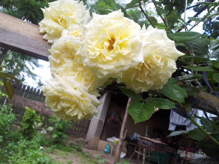 20140712_174550 - trandafiri urcatori 00