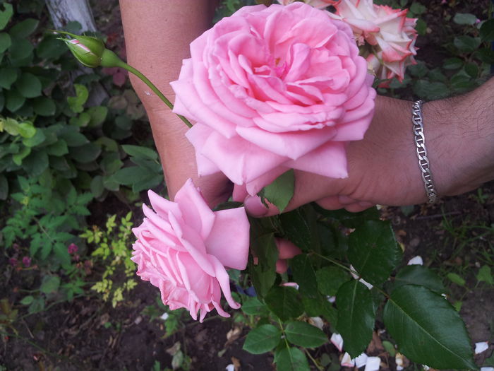 nec- sa fie coral d ? - trandafiri urcatori 00