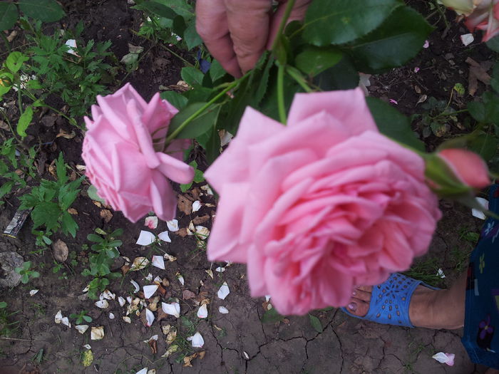 20140712_174809 - trandafiri urcatori 00