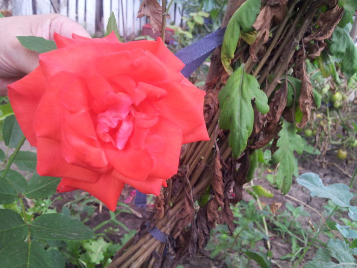 20140712_175455 - trandafiri urcatori 00