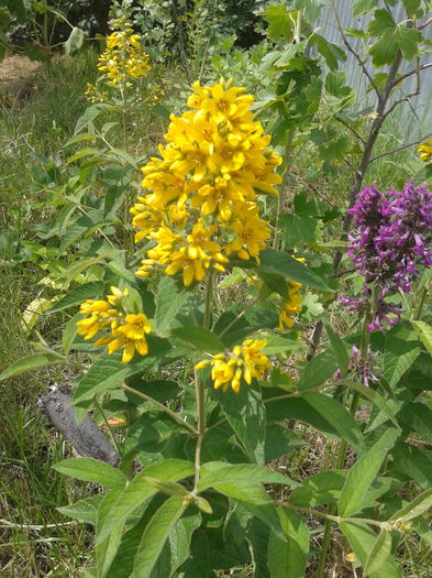 2014-06-21 14.49.48 - Galbioara - Lysimachia vulgaris