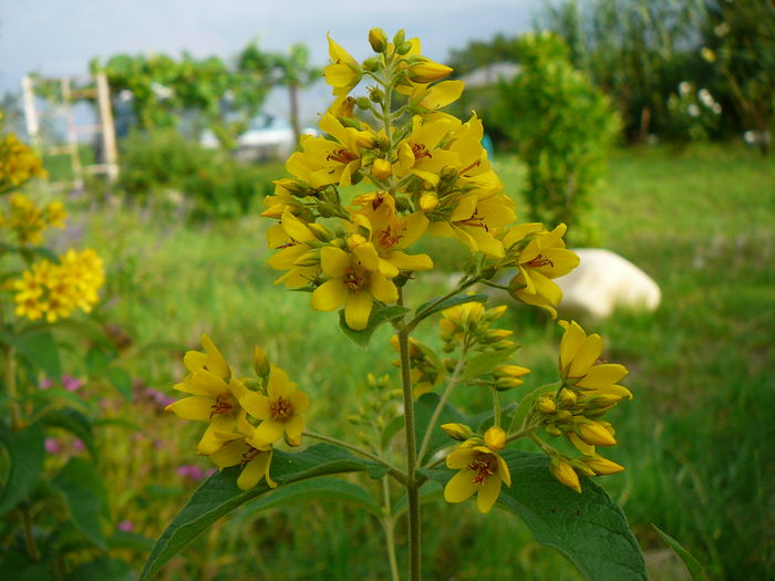 P1230564 - Galbioara - Lysimachia vulgaris