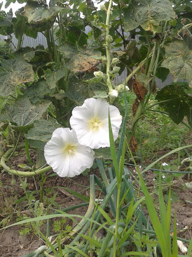 2014-06-21 14.54.17 - Nalba de gradina - Althaea rosea