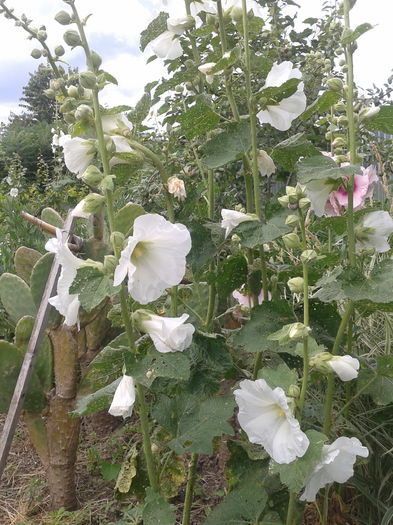 2014-06-21 14.53.41 - Nalba de gradina - Althaea rosea