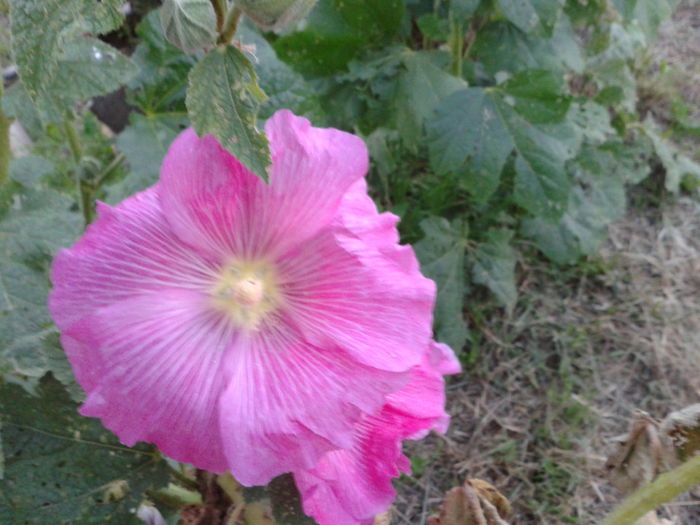 2013-06-15 20.56.09 - Nalba de gradina - Althaea rosea