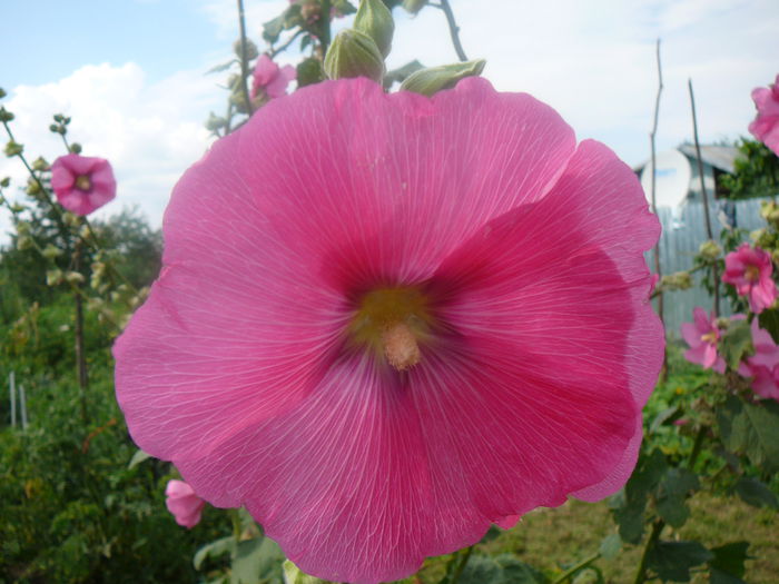 P1110293 - Nalba de gradina - Althaea rosea