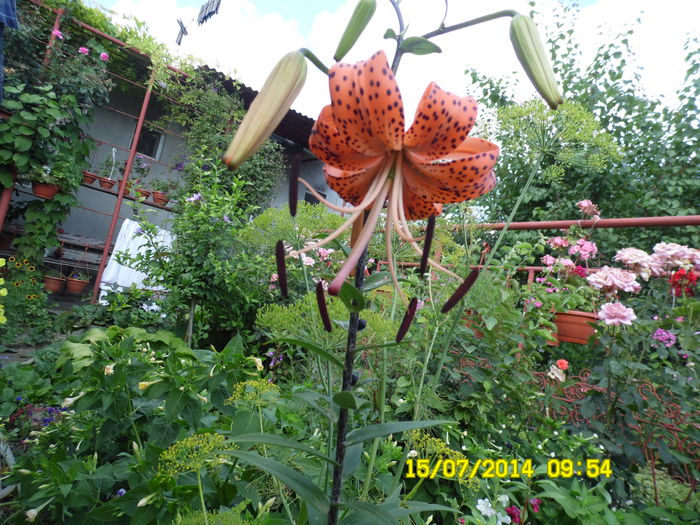 LILIUM TIGRINUM