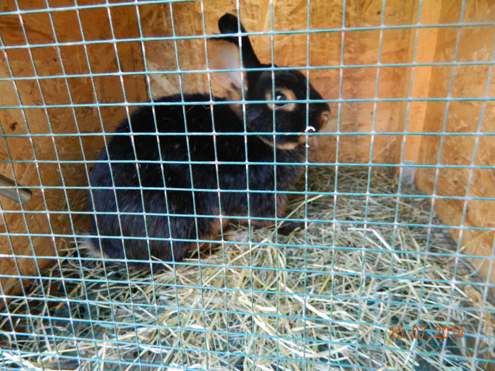 Picture 613 - IEPURI LOH PITIC