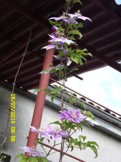 CLEMATIS ADOUA INFLORIRE