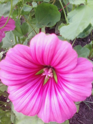 malope - a-a VARA-FLORI-2014