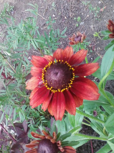 rudbekia - a-a VARA-FLORI-2014