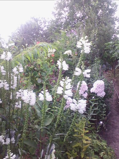 physostegia alba