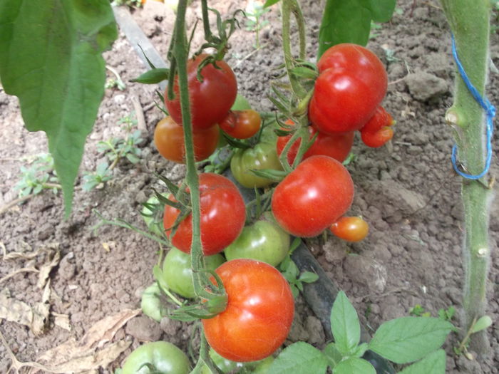057 - Gradina de legume 2014-2015